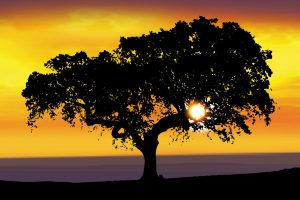 Cork Tree Sunset