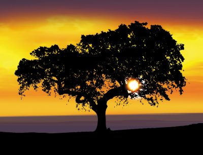 Cork Tree Sunset
