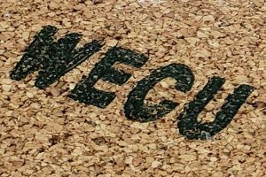 Choosing the Best Cork Underlayment (WECU)